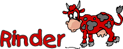 Kuh - Rinder