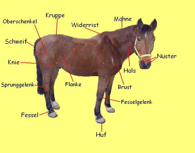 Pferd Körperteile Arbeitsblatt - information online